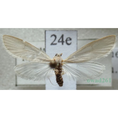 Acentria ephemerella (Denis & Schiffermüller, 1775) Nimfa jezioranka Czech24e